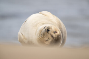 Harbor Seal (Phoca vitulina) in natural environment on the beach of The Netherlands. Wildlife.