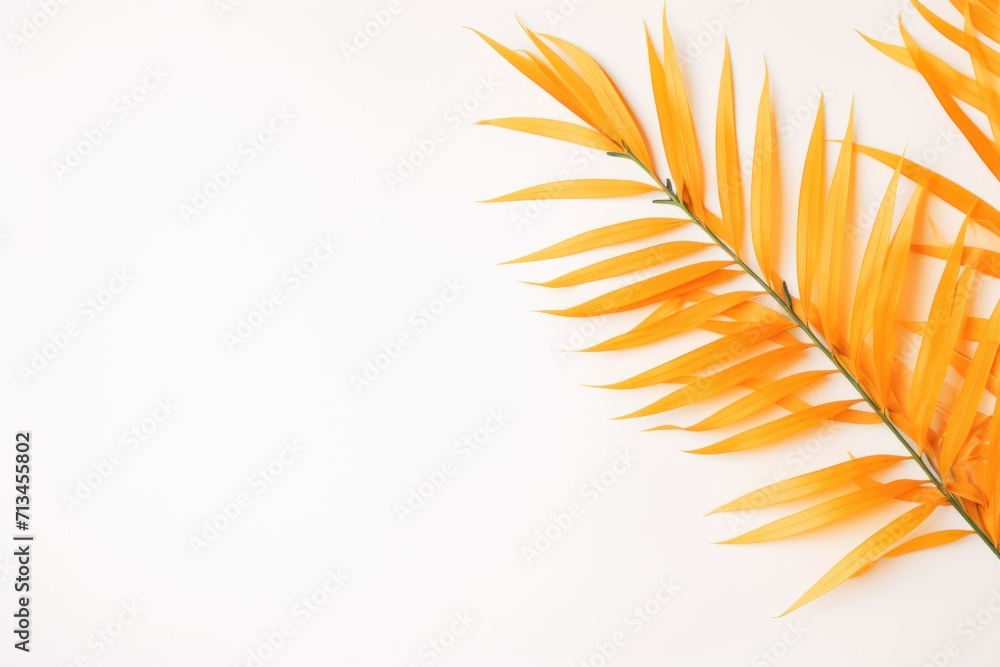 Poster a close up of a palm leaf on a white background with a place for a text or an image to put on it.