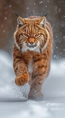 Fototapeta premium lynx in the forest and in mountainous landscape. created by ai