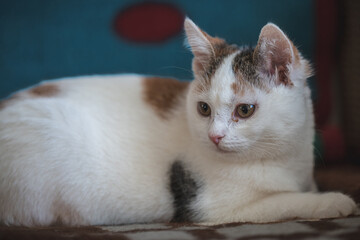 Verschiedene Bilder von Katzen in häuslicher Umgebung...19.01.2024