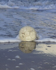 broken ball in the water on the beach