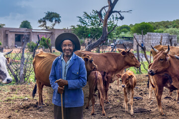 old farmer herding his cattle into the kraal late afternoon