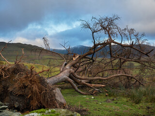 An old tree showing its roots, blown down due to high winds. The tree has fallen through a drystone...