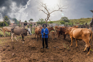 old farmer herding his cattle into the kraal late afternoon, village in south africa