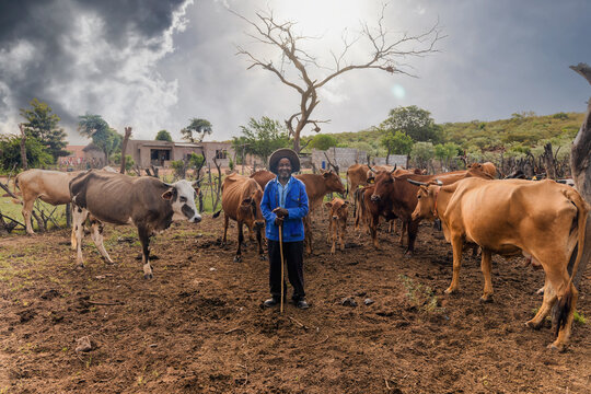old farmer herding his cattle into the kraal late afternoon, village in south africa