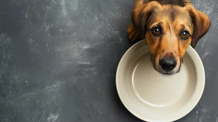 Fotobehang Dog tries to eat from empty ceramic plate, top view. Concept eating © ksu_ok