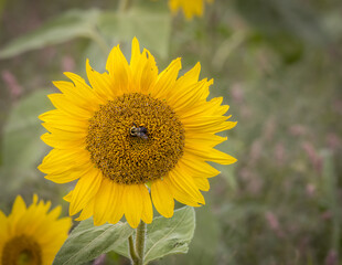 Obraz premium sunflower in the field