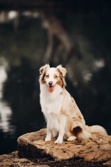 Australian shepherd dog sitting on a stone near a lake