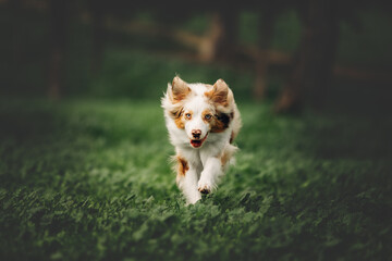 Happy australian shepherd dog running in a green field