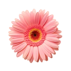 Foto op Plexiglas The up-close beauty of a pink gerbera flower, Isolated on Transparent Background, PNG © Giu Studios