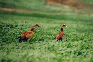 Two Egyptian goose birds in a green field