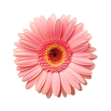 The up-close beauty of a pink gerbera flower, Isolated on Transparent Background, PNG