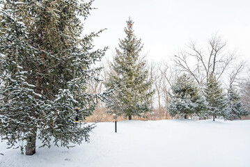 Evergreen Trees in First Midwest Snow