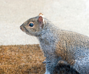 Midwest Eastern Gray Squirrel Portrait