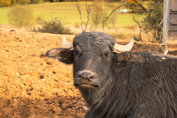 Water Buffalo Roaming in the Natural Forest