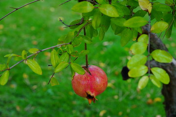 Red pomegranate fruit growing on a tree