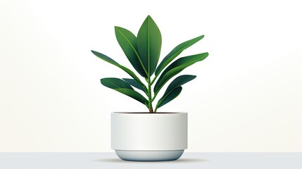 Chlorophytum houseplant in a white ceramic pot, isolated on a white background, adding a touch of botanical charm and air-purifying beauty to your indoor space