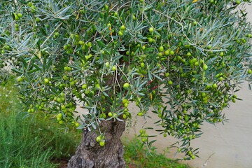 Green and black olives growing on an olive tree in Italy - 713462850