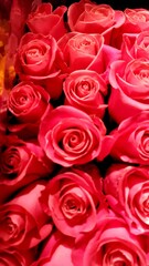 red roses background