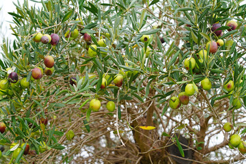 Green and black olives growing on an olive tree in Italy - 713462896