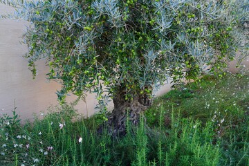 Green and black olives growing on an olive tree in Italy - 713463055