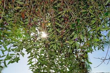 Green and black olives growing on an olive tree in Italy - 713463200