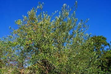 Green and black olives growing on an olive tree in Italy - 713463210