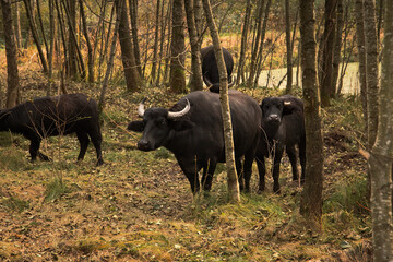 Water Buffalo Roaming in the Natural Forest