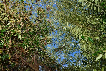 Green and black olives growing on an olive tree in Italy - 713463287