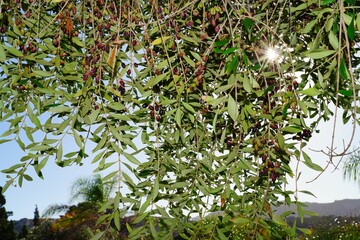 Green and black olives growing on an olive tree in Italy - 713463291