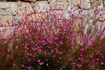 Pink flowers of gaura beeblossom plant