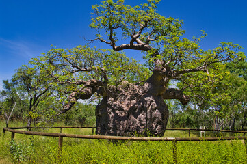The Baobab Prison Tree, Derby, Western Australia, a 1500 year old, hollow Adansonia gregorii with a girth of 14.7 m, once used as a lockup for aboriginal prisoners