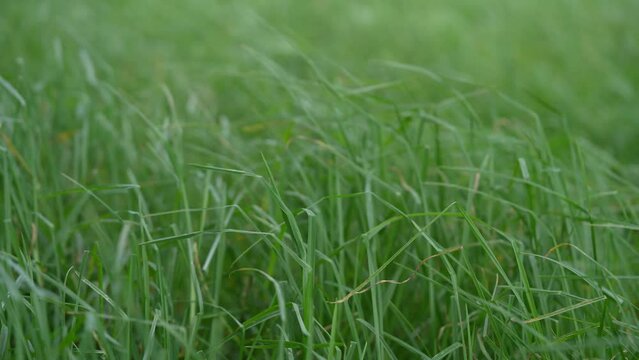 green grass in the wind