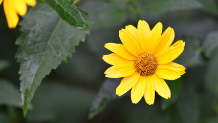 yellow chamomile flowers in the garden. yellow daisy on a beautiful blurred green background, close-up. yellow flowers on the flowerbed. floral background. bright chamomile in spring or summer.