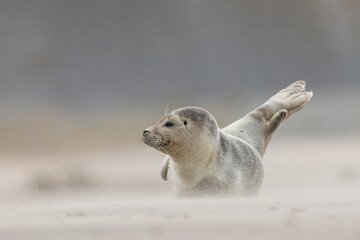 Harbor Seal (Phoca vitulina) in natural environment on the beach of The Netherlands. Photographed on a windy day in a sandstorm. Wildlife. - obrazy, fototapety, plakaty