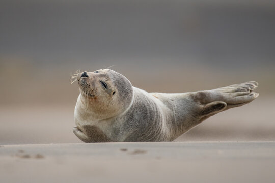 Harbor Seal (Phoca vitulina) in natural environment on the beach of The Netherlands. Photographed on a windy day in a sandstorm. Wildlife.