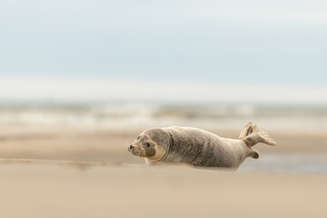Harbor Seal (Phoca vitulina) in natural environment on the beach of The Netherlands. Photographed on a windy day in a sandstorm. Wildlife. - obrazy, fototapety, plakaty