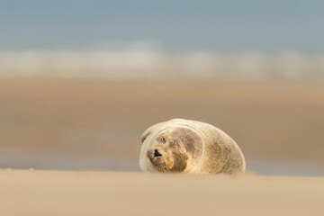 Naklejka premium Harbor Seal (Phoca vitulina) in natural environment on the beach of The Netherlands. Photographed on a windy day in a sandstorm. Wildlife.