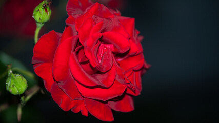 Blooming red roses isolated on a dark background close-up. big beautiful garden flowers red roses....