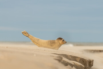 Harbor Seal (Phoca vitulina) in natural environment on the beach of The Netherlands. Photographed on a windy day in a sandstorm. Wildlife.