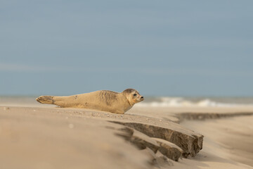 Harbor Seal (Phoca vitulina) in natural environment on the beach of The Netherlands. Photographed...