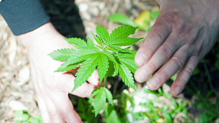 Cannabis. bush marijuana on blurred background. bush cannabis on the palm. male hands are holding a hemp bush, a twig on the palms. culture, medicine and hemp products, ecology, green leaves