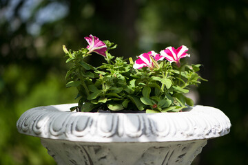 Petunia. urns with flowers in the spring park. Stone pot with plants in a country garden. beautiful...