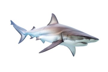 Shark with isolated on transparent background, side view. Aggressive marine predator