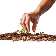 Close-up of hands sowing seeds in a community garden isolated on white background, realistic, png

