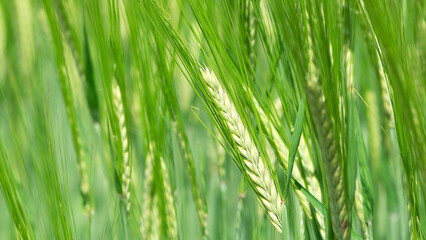 spikelets. cobs of corn close-up. Fresh green young unripe juicy spikelets of wheat on a blurred green field. Oats, rye, barley. harvest in spring or summer, closeup of a field