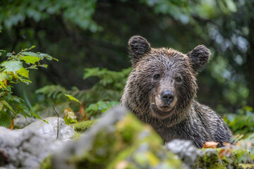 The MumSlovenian brown bear Portrait