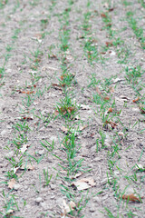 A small plant in soil, corn leaves, green sprout. Ecology, environmental protection. Greenhouse work. corn seedlings in field, small plants. spring, start of work, agriculture, close-up