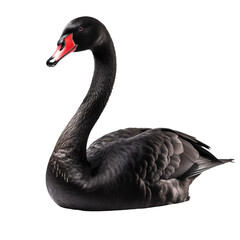 Black swan isolated on transparent and white background. Generative ai