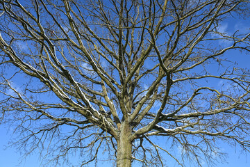 Belgique Brabant flamand Beersel paysage arbre campagne hiver neige environnement